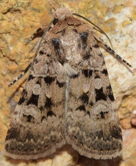 Chersotis multangula