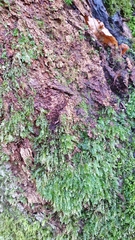 Plagiothecium nemorale