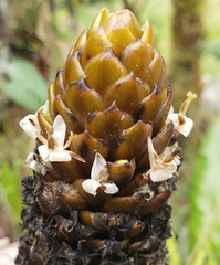 Guzmania coriostachya