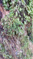 Plagiothecium nemorale