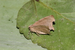 Phyllodonta angulosa