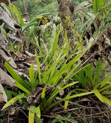 Guzmania coriostachya