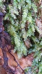 Plagiothecium nemorale