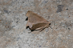 Phyllodonta angulosa