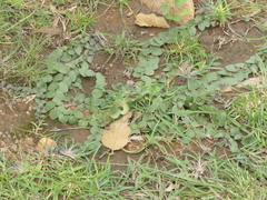 Andrographis serpyllifolia