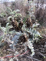 Astragalus pycnostachyus pycnostachyus