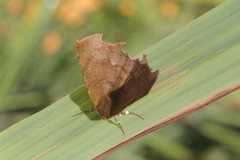 Phyllodonta latrata