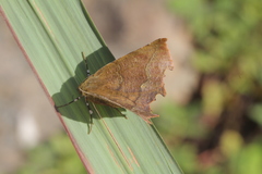 Phyllodonta latrata