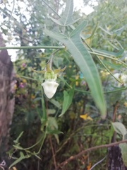 Araujia angustifolia