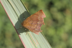 Phyllodonta latrata
