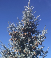 Picea pungens