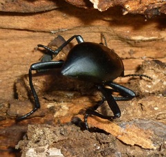 Tenebrionidae