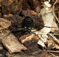 Tenebrionidae
