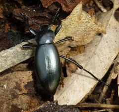 Tenebrionidae