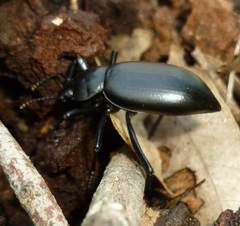Tenebrionidae