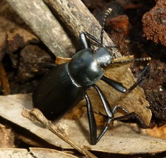 Tenebrionidae
