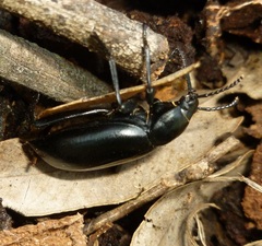 Tenebrionidae