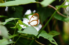 Pteronymia rufocincta