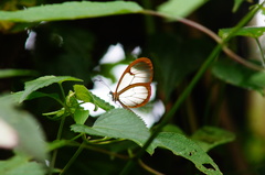 Pteronymia rufocincta