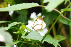 Pteronymia rufocincta