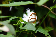 Pteronymia rufocincta