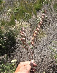 Gladiolus carinatus