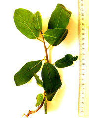 Ficus burtt-davyi