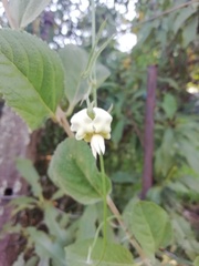 Araujia angustifolia