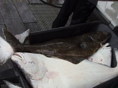 Hippoglossus stenolepis