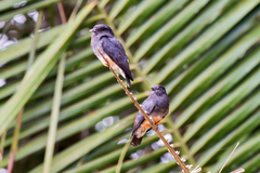 Chelidoptera tenebrosa