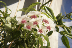 Hoya bella