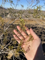 Larrea tridentata