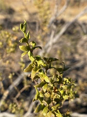 Larrea tridentata
