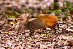 Dasyprocta leporina