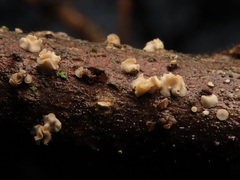 Chlorociboria glauca