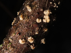 Chlorociboria glauca