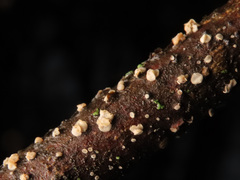 Chlorociboria glauca