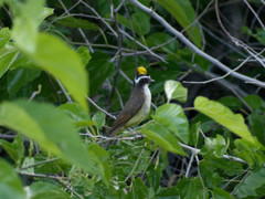 Pitangus sulphuratus