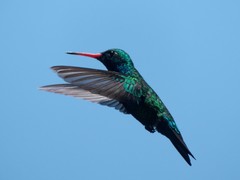 Chlorostilbon lucidus