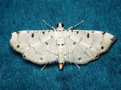 Pycnarmon cribrata