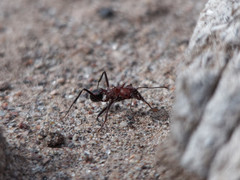 Amoimyrmex