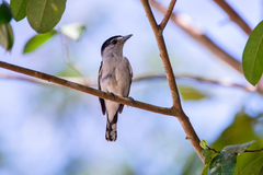 Pachyramphus marginatus