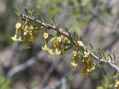 Bougainvillea spinosa