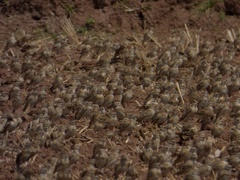 Calandrella dukhunensis