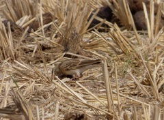 Calandrella dukhunensis