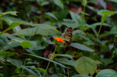 Greta morgane morgane