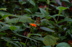 Greta morgane morgane