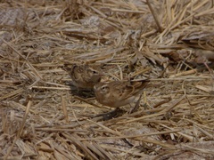 Calandrella dukhunensis