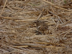 Calandrella dukhunensis