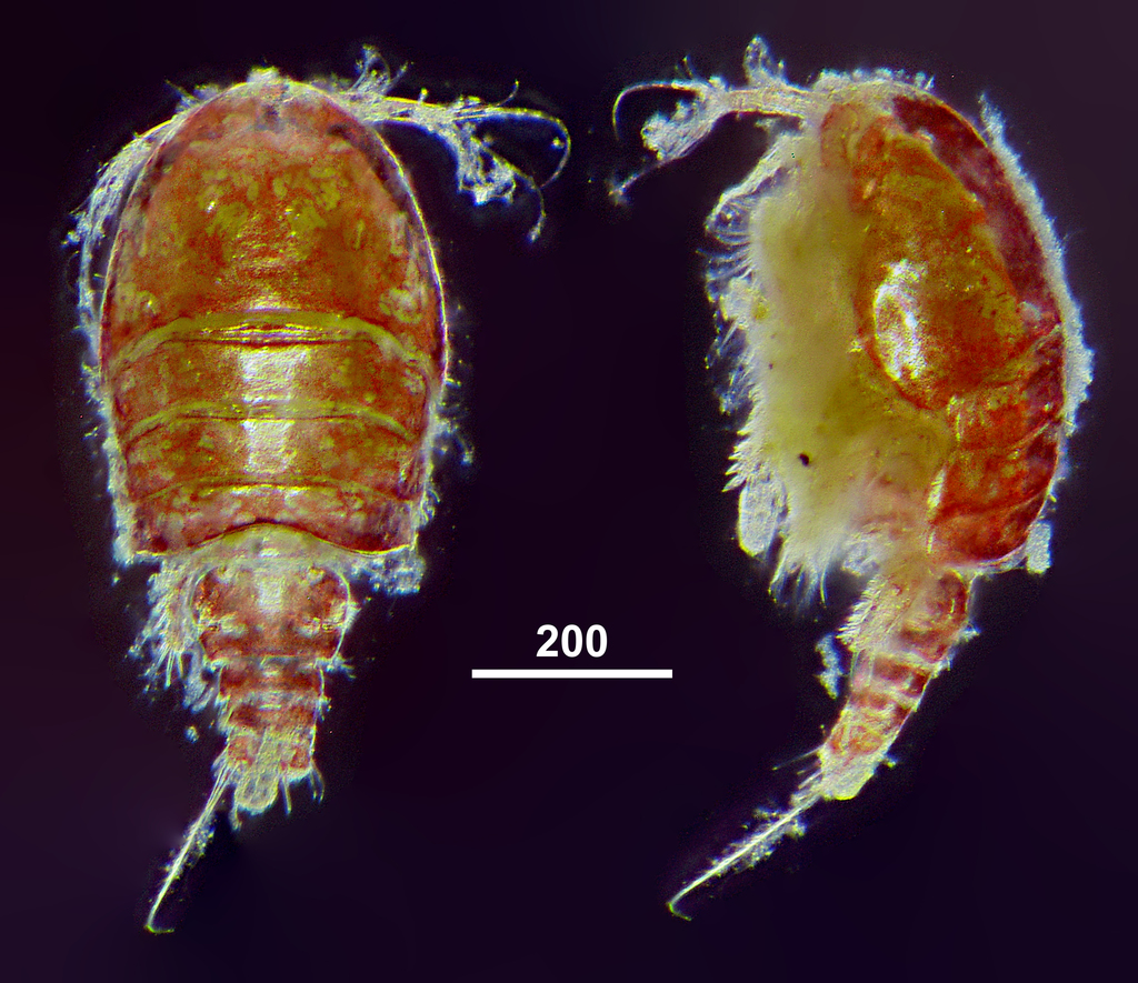Scutellidium
